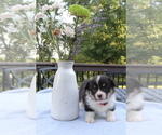 Small #24 Pembroke Welsh Corgi