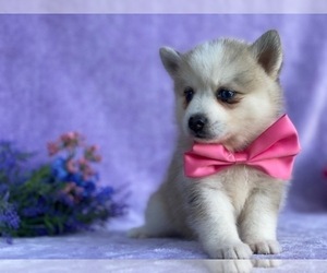 Pomsky-Shiba Inu Mix Puppy for sale in LANCASTER, PA, USA