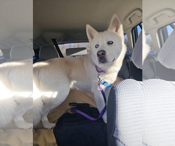 Medium Photo #4 Mutt Puppy For Sale in Shelburne, VT, USA