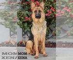 Small #10 German Shepherd Dog