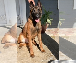 Father of the Belgian Malinois puppies born on 09/05/2023