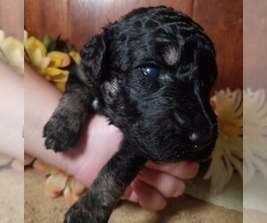 Poodle (Standard) Puppy for sale in SOUTHFIELD, MI, USA