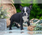 Small #1 Boston Terrier
