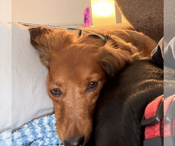 Medium Photo #2 Dachshund Puppy For Sale in Sioux Falls, SD, USA