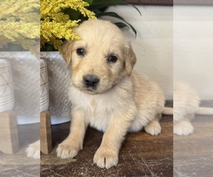 Golden Retriever Puppy for sale in FORDLAND, MO, USA
