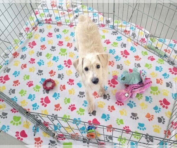 Medium Photo #3 Schnoodle (Miniature) Puppy For Sale in ORO VALLEY, AZ, USA