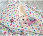 Small #2 Schnoodle (Miniature)