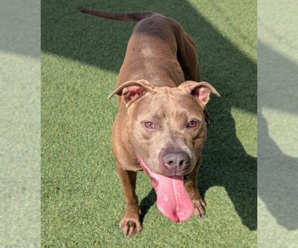 Medium Photo #12 Mutt Puppy For Sale in Rockwall, TX, USA