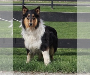 Collie Puppy for sale in FREDERICKSBURG, OH, USA