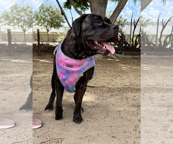 Medium Photo #2 Mastiff Puppy For Sale in Goodyear, AZ, USA