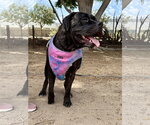 Small #1 Mastiff
