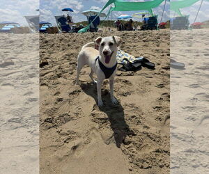Chihuahua-Labrador Retriever Mix Dogs for adoption in Virginia Beach, VA, USA