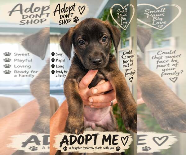 Medium Photo #1 Shepradors Puppy For Sale in Holly Springs, NC, USA