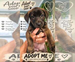 Shepradors Dogs for adoption in Holly Springs, NC, USA