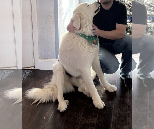 Medium Photo #2 Great Pyrenees Puppy For Sale in Dallas, TX, USA