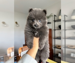 Pomeranian Puppy for Sale in VANCOUVER, Washington USA