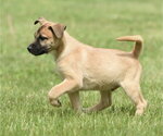 Small #1 Australian Shepherd Mix