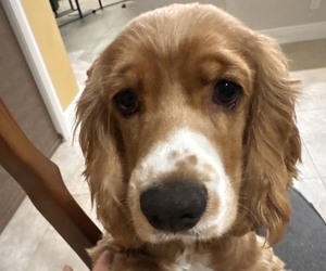 Cocker Spaniel Dog for Adoption in WEST PALM BEACH, Florida USA