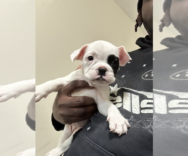 Medium Photo #5 French Bulldog Puppy For Sale in SNELLVILLE, GA, USA