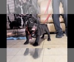 Small Photo #2 American Bully Puppy For Sale in BAY POINT, CA, USA