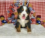 Puppy Sweden Bernese Mountain Dog