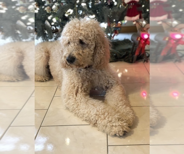 Medium Photo #1 Goldendoodle Puppy For Sale in MICHIGAN CITY, IN, USA