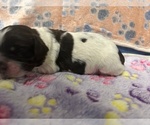 Small Photo #9 Cocker Spaniel Puppy For Sale in MARTIN, GA, USA