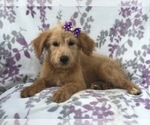 Small Photo #14 Aussiedoodle Puppy For Sale in LAKELAND, FL, USA