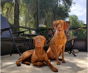 Mother of the Vizsla puppies born on 12/08/2021