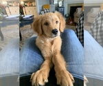 Small Photo #3 Golden Retriever Puppy For Sale in NEWTON GROVE, NC, USA
