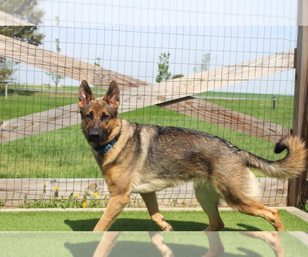 Medium Photo #4 German Shepherd Dog Puppy For Sale in Chestertown, MD, USA