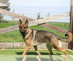 Small #3 German Shepherd Dog