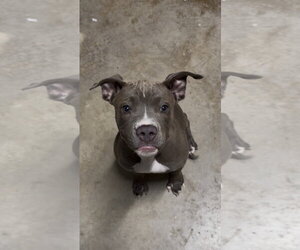Stella - Female Boston Terrier-Labrador Retriever Mix Dog for Adoption - Photo #2