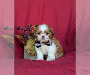 Shih Tzu Puppy for sale in OXFORD, PA, USA