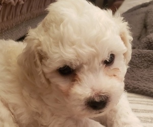 Bichon Frise Puppy for sale in GRAND FORKS, ND, USA