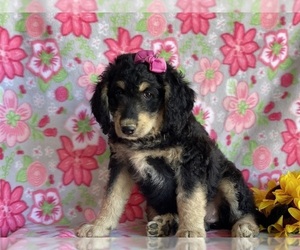 Bernedoodle Puppy for sale in LANCASTER, PA, USA