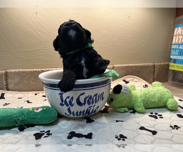 Medium Photo #4 Poodle (Toy) Puppy For Sale in CEDAR CITY, UT, USA