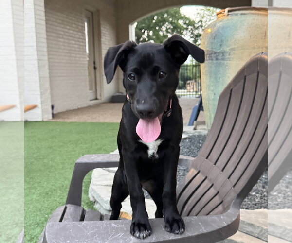 Medium Photo #1 Labrador Retriever-Unknown Mix Puppy For Sale in Fort Worth, TX, USA