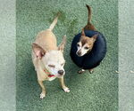 Small #5 Chihuahua Mix