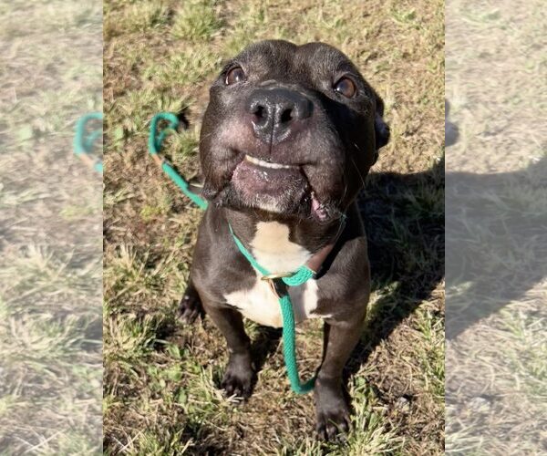 Medium Photo #7 American Pit Bull Terrier-Unknown Mix Puppy For Sale in Crete, IL, USA