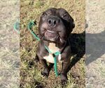 Small #6 American Pit Bull Terrier Mix