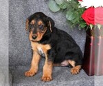 Small Photo #2 Airedale Terrier Puppy For Sale in HOLTWOOD, PA, USA