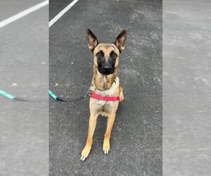 German Shepherd Dog Dogs for adoption in Santa Maria, CA, USA