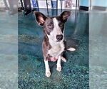 Small #7 Border Collie Mix