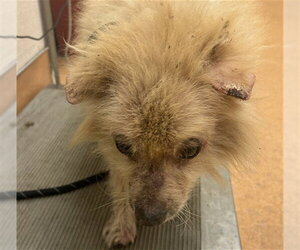 Pomeranian-Unknown Mix Dogs for adoption in Martinez, CA, USA