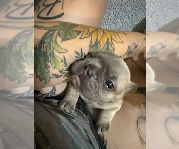Medium Photo #17 French Bulldog Puppy For Sale in BIG RAPIDS, MI, USA