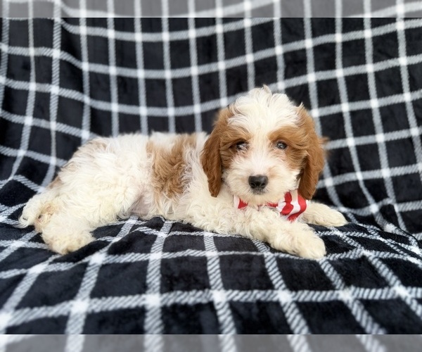 Medium Photo #5 Cavapoo (Standard) Puppy For Sale in LAKELAND, FL, USA