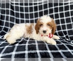 Small #4 Cavapoo (Standard)