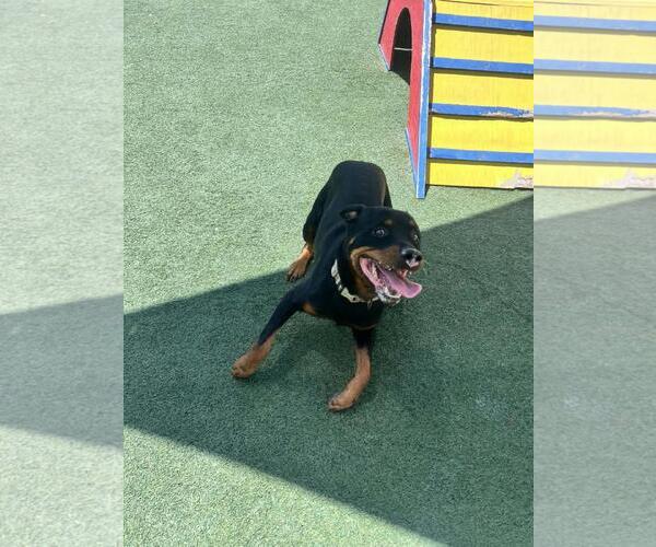 Medium Photo #12 Rottweiler-Unknown Mix Puppy For Sale in Rockwall, TX, USA