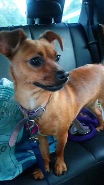 Medium Photo #1 Chiweenie Puppy For Sale in FENTON, MO, USA